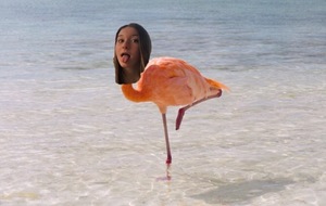 Défi relevé pour le flamant Élise ;-)!