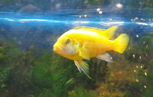 Je vous présente frite Simon!